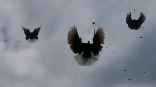 Птицы.