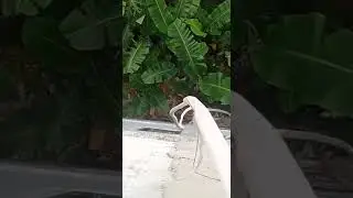 Pipa Installasi cosplay jadi Ular, jalurnya keren mas bro. 