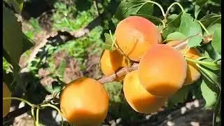 Абрикос Фарбелі. Apricot Farbeli. Якісний пізній сорт