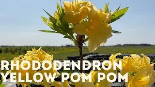 Rhododendron - Yellow Pom Pom 4K