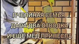 Пчелиная семья дала ДВА отводка и ещё мёд принесла | Отбор МЁДА | Часть 2 | Северное пчеловодство