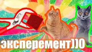 ЧТО БУДЕТ ЕСЛИ ПОЛОЖИТЬ РАСКАЛЕННЫЙ КУБ НА КОШКУ ШОК!!! ЭКСПЕРИМЕНТ НЕ УДАЛСЯ?!!!