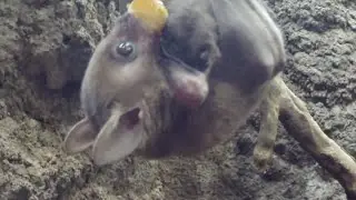 Bat attacks Cameraman