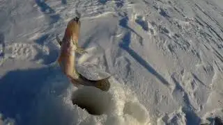 Куйбышевское водохранилище. Ловля берша на донку.