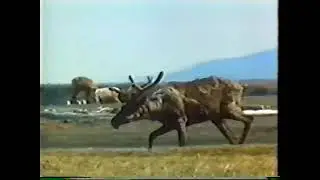 Arctic National Wildlife Refuge: A Wilderness in Peril 1993