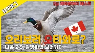 Vlog | 오타와 탐조인들의 성지를 다녀왔습니다 - 니콘 Z 9 실제 촬영화면