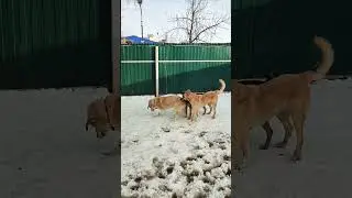 Любимица и прекрасная актриса - Пятуся 