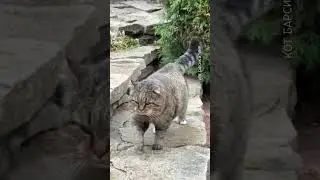 ♥️ Предложение руки и сердца. Barsik and Rita. Marriage proposal. 