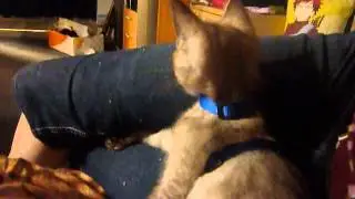 Talking kitten