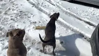Bring It #Here #dogsofyoutube