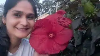 আমেরিকার এই ফুল দেখে আমি পুরাই লালে লাল ❤️❤️ বলেন দেখি কি নাম এই ফুলের