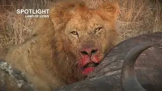 Lions take over and kill cubs