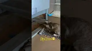 Cat catching mouse 