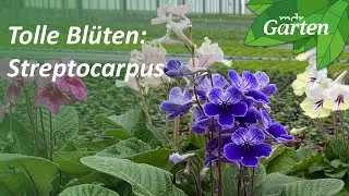 Drehfrucht - schöner Dauerblüher | MDR Garten