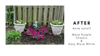 Before And After with Wave Petunias