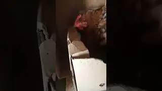 Хочу быть квочкой!