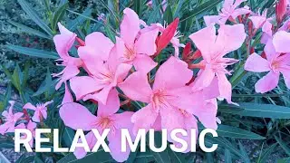 MUSIC RELAXING 🌺   FLOWER THERAPY #музыка #music