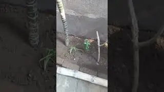 garden with beautiful plants 