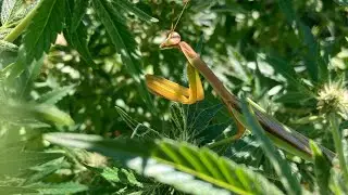 Pray mantis.￼ Keep sticking around￼.Outdoor Grow￼￼ September 7. 2024￼