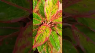 #LeafyGreens #PlantCare #GardeningTips #BotanicalBeauty #VibrantFoliage #Natures #GardenInspiration