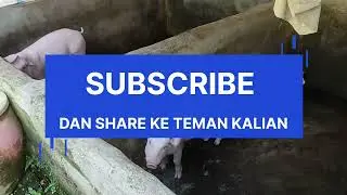 Review Babi Umur 1 Bulan di kandang Koloni