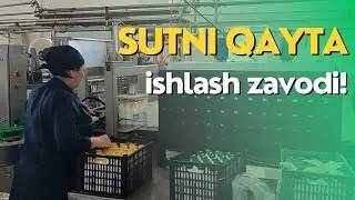 Sutni qayta ishlash ZAVODI!