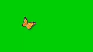 butterflies green screen || Chroma key || orange butterfly 
