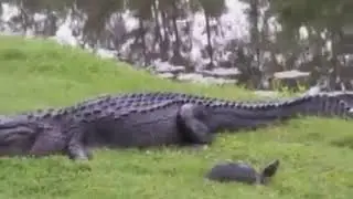 Орешек оказался не по зубам
