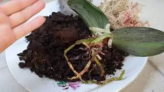 Извлекла Орхидеи 