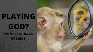 Monkey Human Hybrids: Playing God?