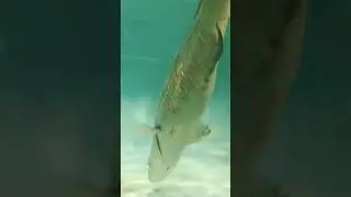 Masha Allah