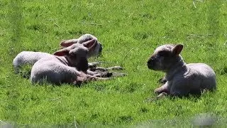 Lambs on Grass