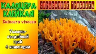 Калоцера клейкая calocera viscosa- лесной коралл. Самое интересное об оленьих рожках