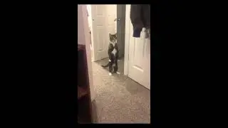 Приколы с кошками и котами