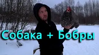 Знакомим собаку с бобрами, дрессированные куры и гуси-паломники.