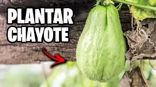 How to Plant Chayote or Air Potato in a Pot 🌱 Tips and Tricks | Ivan's Garden