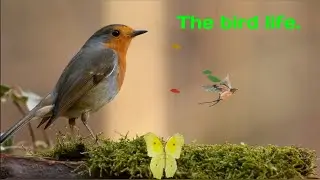 The bird life. by hs hily.🌺