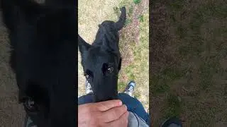 Как научить собаку команде Ко мне