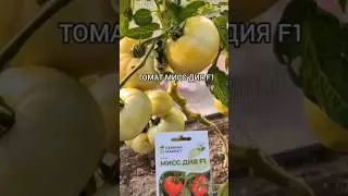 Томат Мисс ДИЯ F1 #томаты#помидоры#семенамаркет #семена #хештег