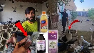 Pigeons Ny Bohat Pyary Bachy dy Diye Mini Zoo Me #ZahidZHB  😂😎💪🕊🦨🤲👮‍♀️🦌🐐🐏🐪🐎🐫🐅🐊🐍🦤🕊#ZahidZHB