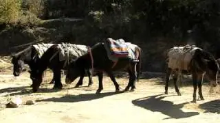 Starting the Druk Path Trek in Bhutan - 2008
