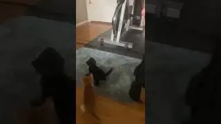 Slo-mo cat play #catdancer #kittens