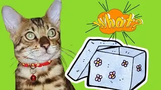 Любознательный бенгальский кот Лео!