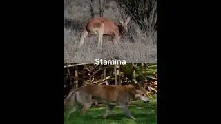 Red Kangaroo vs Dingo 