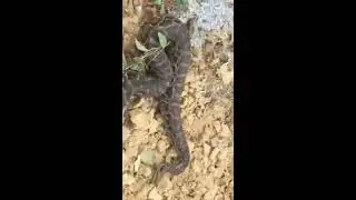 ពស់ខ្លាន់ធំ , Biggest  Snake