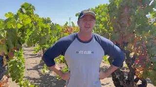 Napa Valley 2021 Harvest Season (Current Conditions with Fires & Covid)
