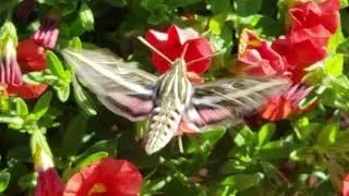 White-lined Sphinx Hummingbird Moth, Colorado