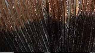 Turkey Feather Under a Microscope
