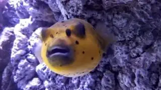 Чудо морское!)))
