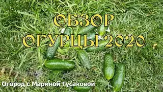 ОБЗОР сортов ОГУРЦЫ 🍀 ПЕРВЫЙ урожай ОГУРЦОВ МАЛИНЫ и КАБАЧКОВ на 27 июня 🍀  Архив 2020 года